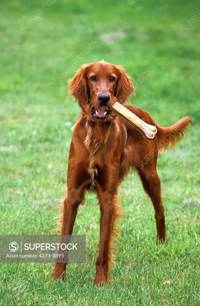 Irish Setter Or Red Setter, Male Playing With Bone