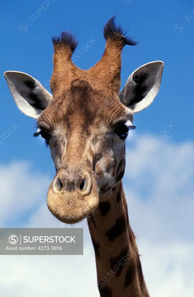 Rothschild'S Giraffe Giraffa Camelopardalis Rothschildi, Portrait Of Adult