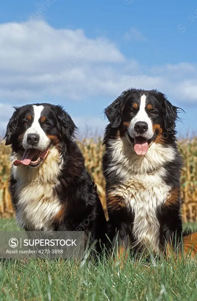 Bernese Mountain Dog, Pair Of Adults Sitting On Grass