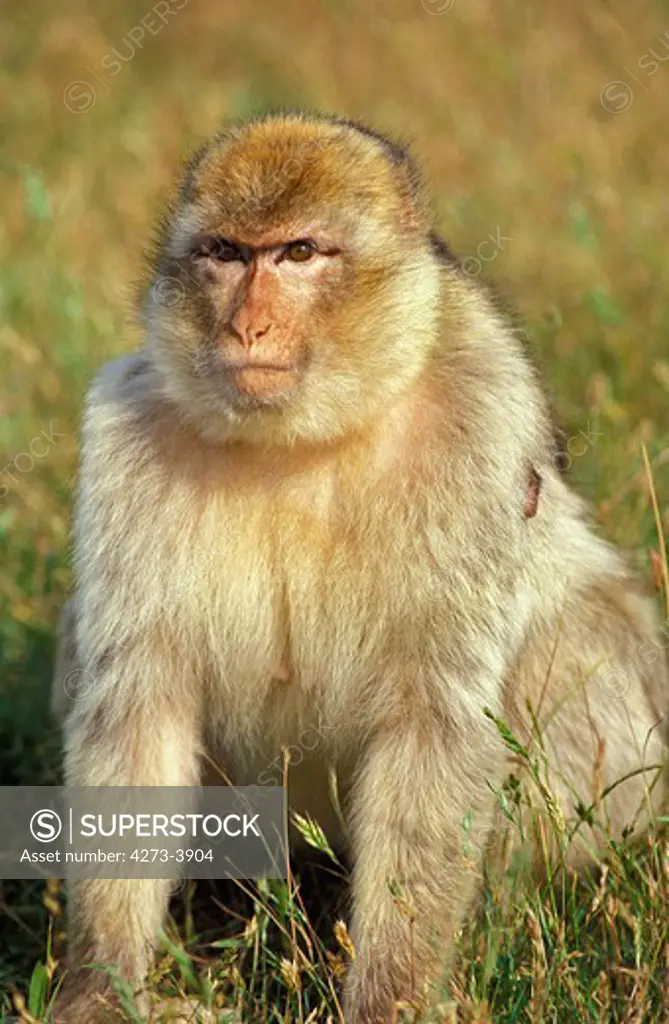 Barbary Macaque Macaca Sylvana, Female Standing In Long Grass