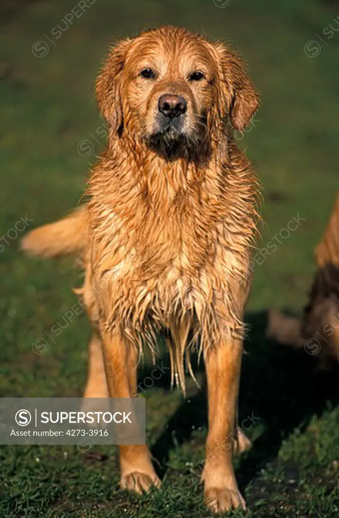Golden Retriever, Dog With Wet Coat, Standing On Grass