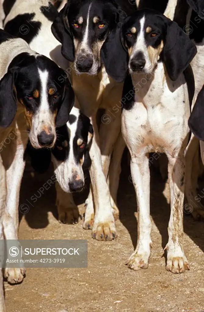 Great Anglo-French White And Black Hound, Pack Of Adults