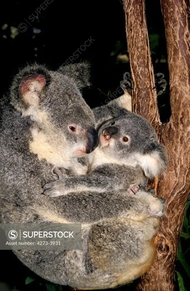 Koala Phascolarctos Cinereus, Female With Joey On Belly, Australia