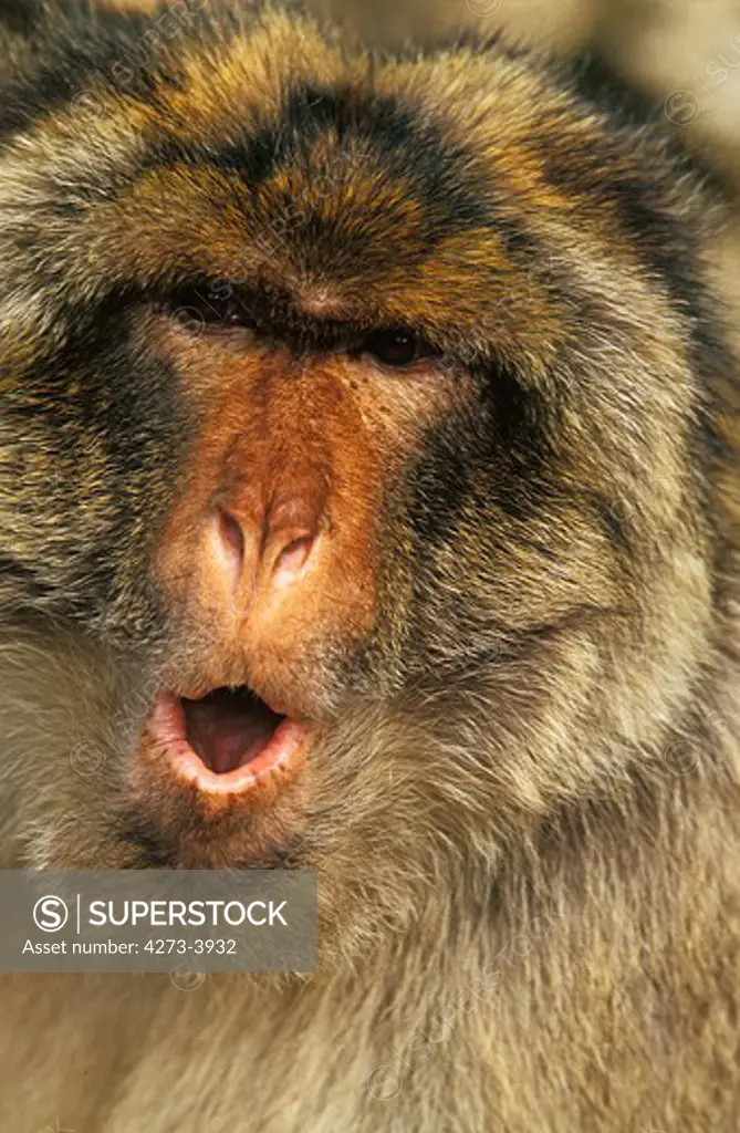 Barbary Macaque Macaca Sylvana, Portrait Of Adult With Open Mouth