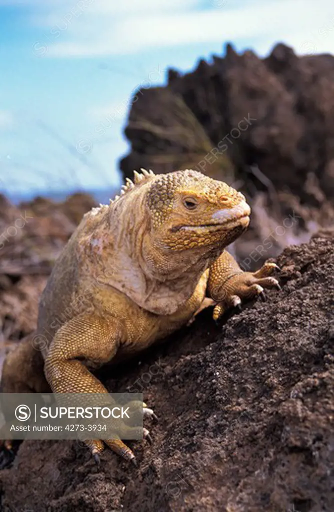 Galapagos Land Iguana Conolophus Subcristatus, Adult Standing On Rock, Galapagos