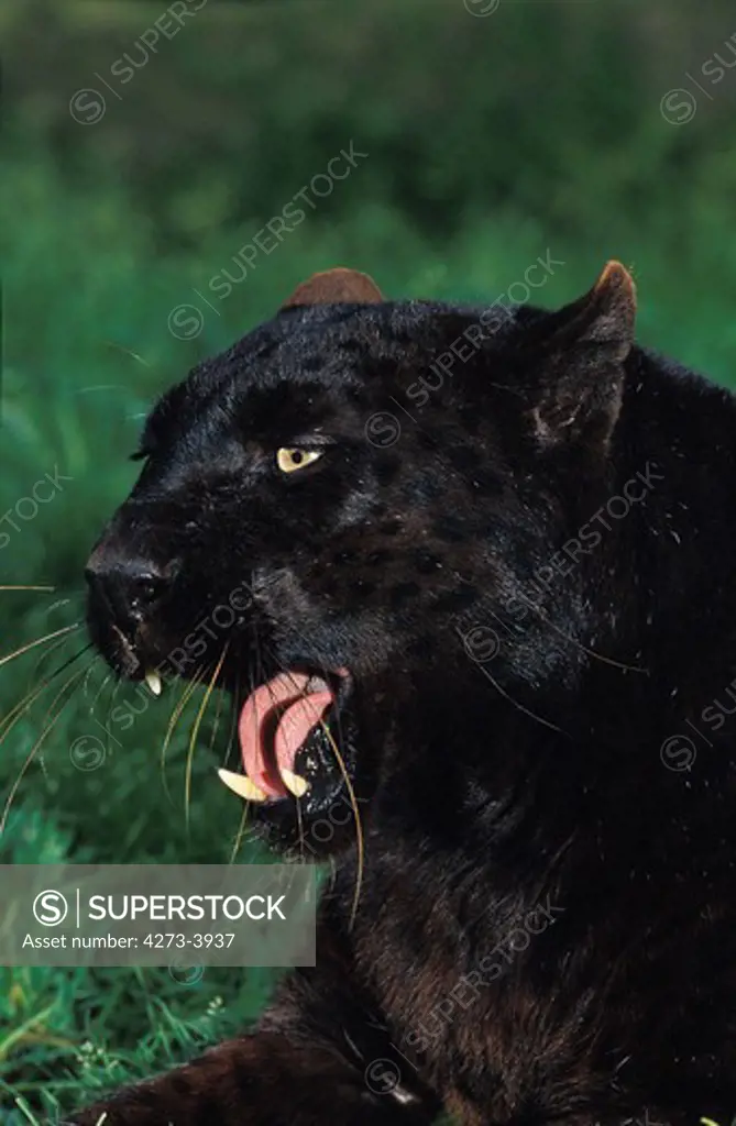 Black Panther Panthera Pardus, Adult Yawning