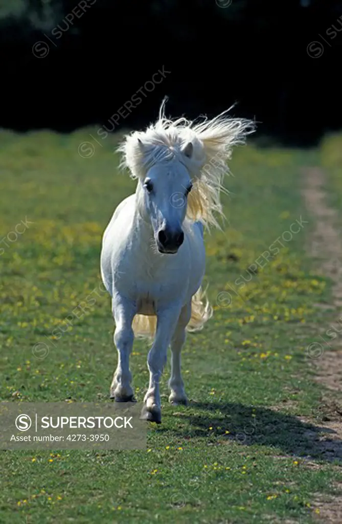 Shetland Pony, Adult Trotting Through Meadow
