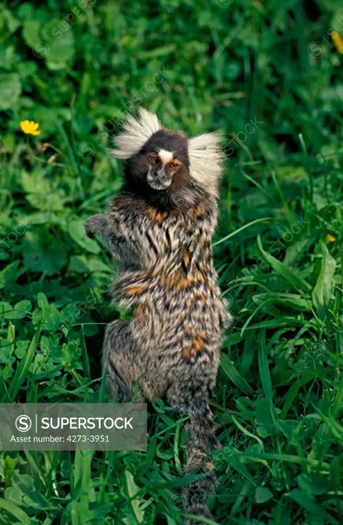 Common Marmoset Callithrix Jacchus, Adult Standing On Hind Legs