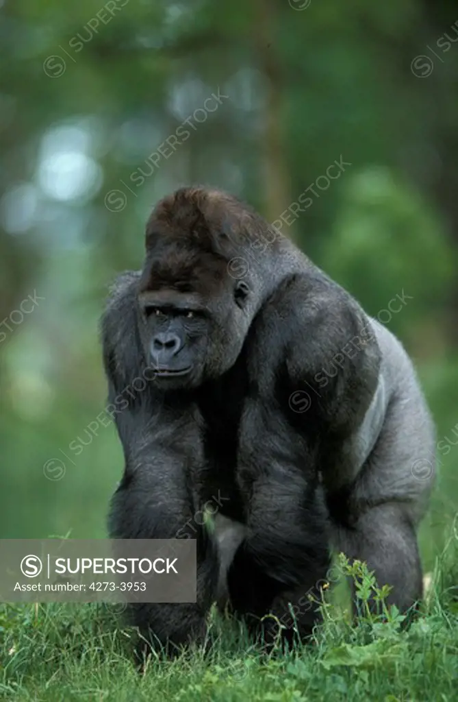 Eastern Lowland Gorilla, Gorilla Gorilla Graueri, Silverback Male