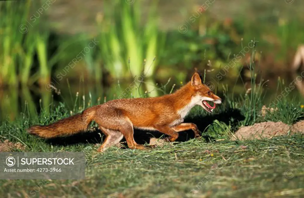 Red Fox Vulpes Vulpes, Adult Running Near Water Hole
