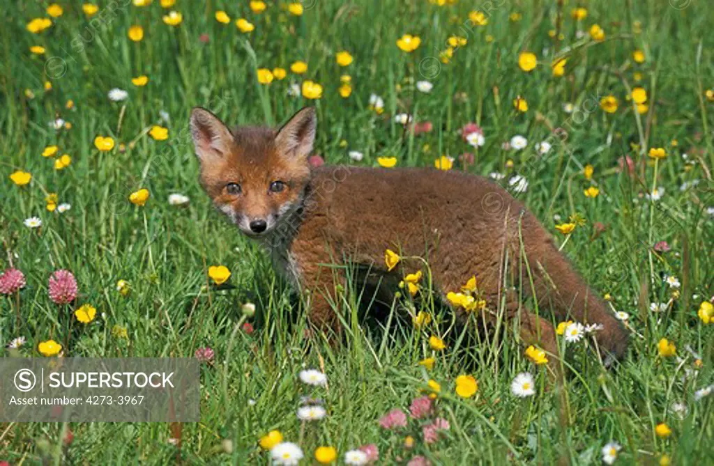 Red Fox Vulpes Vulpes, Pup Standing In Flowers