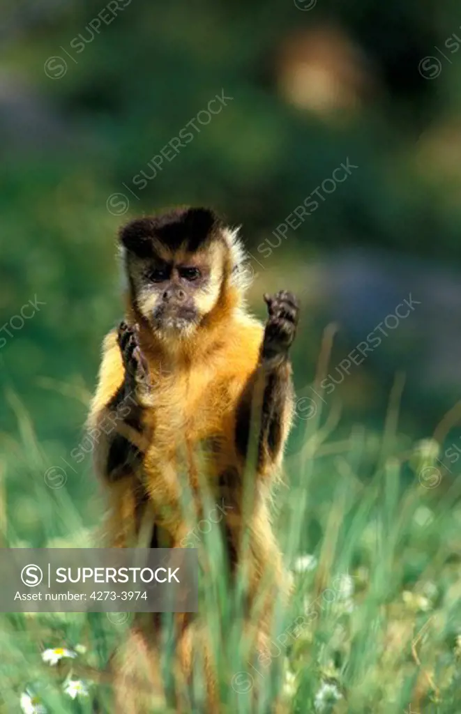 Black Capped Capuchin Cebus Apella, Adult Standing In Long Grass