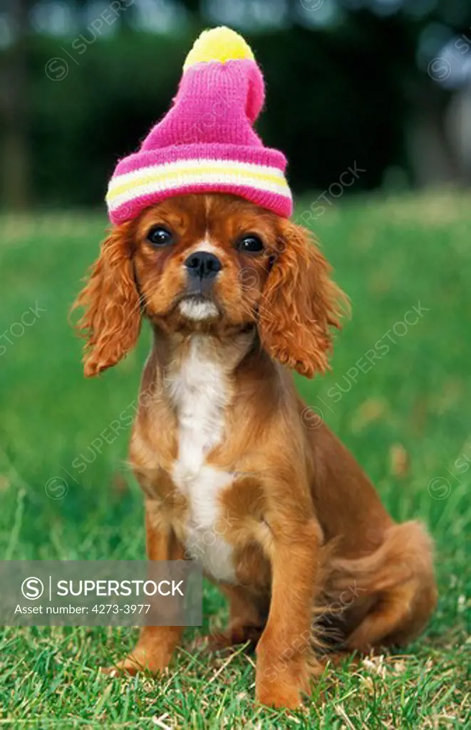 Cavalier King Charles Spaniel, Pup Ready To Winter
