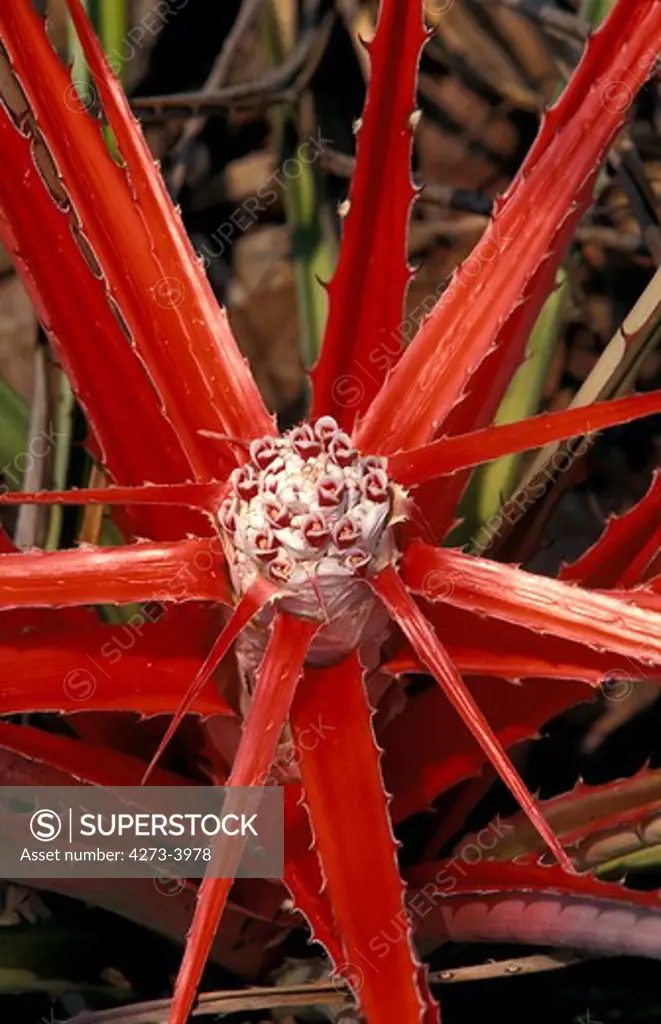 Bromeliad, Plant In Costa Rica