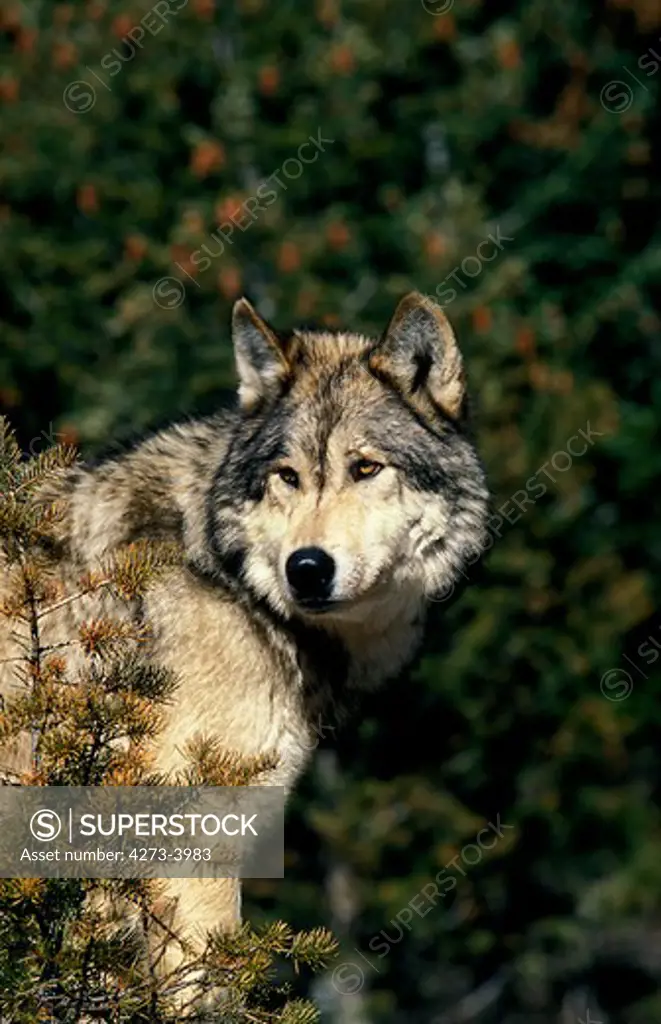 North American Grey Wolf Canis Lupus Occidentalis, Portrait Of Adult, Canada