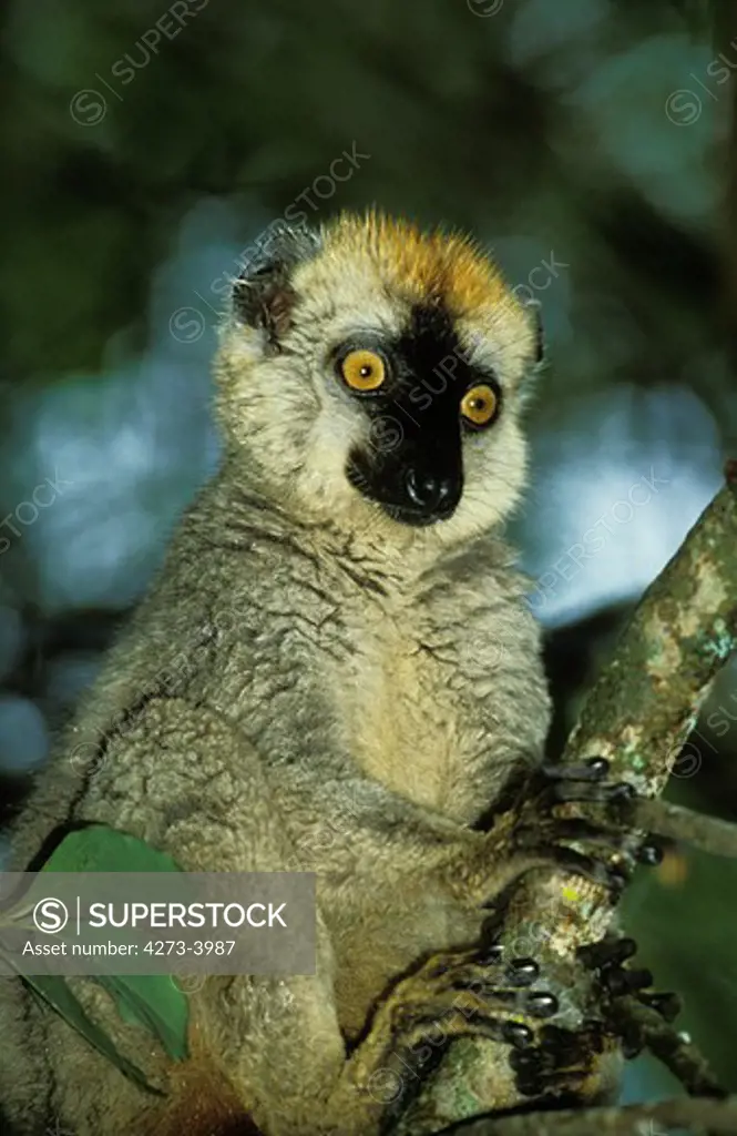 Brown Lemur, Eulemur Fulvus, Adult