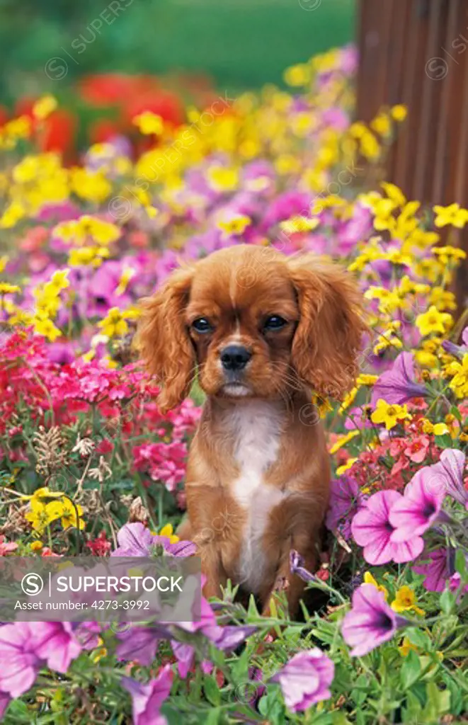 Cavalier King Charles Spaniel, Pup Sitting In Flowers