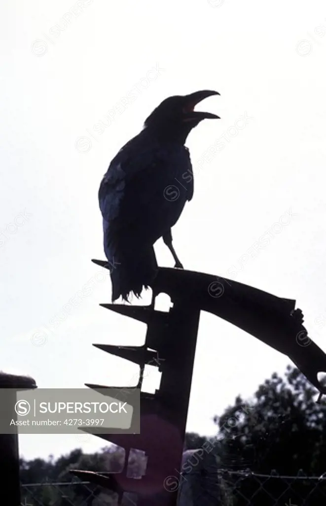 Common Raven Corvus Corax, Silhouette Standing On Reaper, Alaska, Threatening Photo