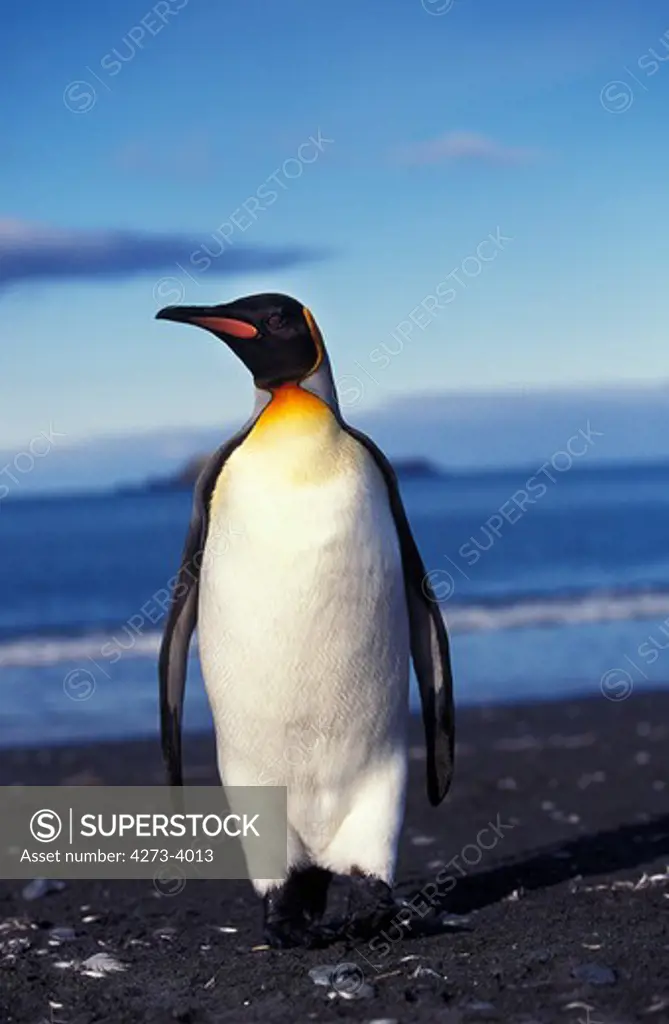 King Penguin Aptenodytes Patagonica, Adult Standing On Beach, Salisbury Plain In South Georgia