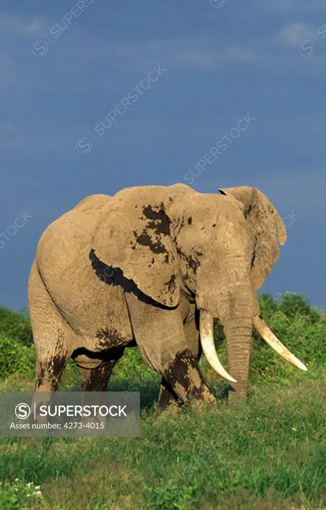 African Elephant Loxodonta Africana, Old Male, Kenya