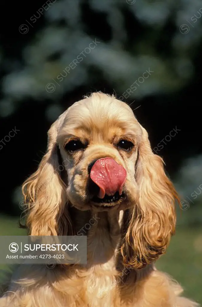 American Cocker Spaniel, Adult Licking Nose