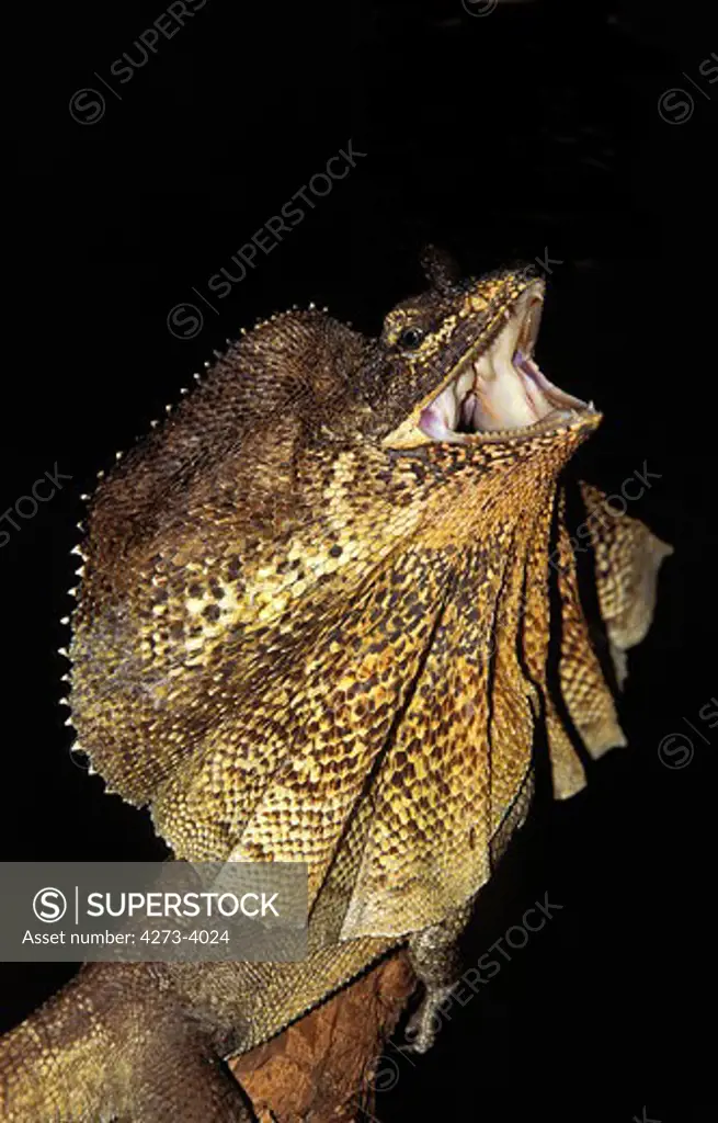 Frill Necked Lizard Chlamydosaurus Kingii, Adult With Frill Raised And Mouth Open In Defensive Posture, Australia