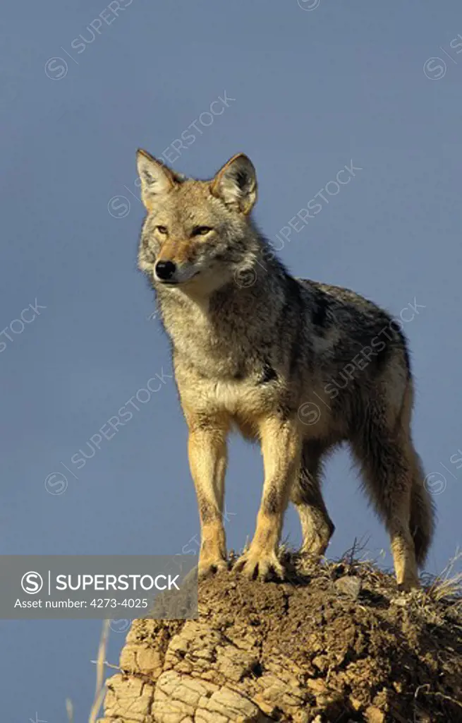 Coyote Canis Latrans, Adulte Standing On Rock, Montana