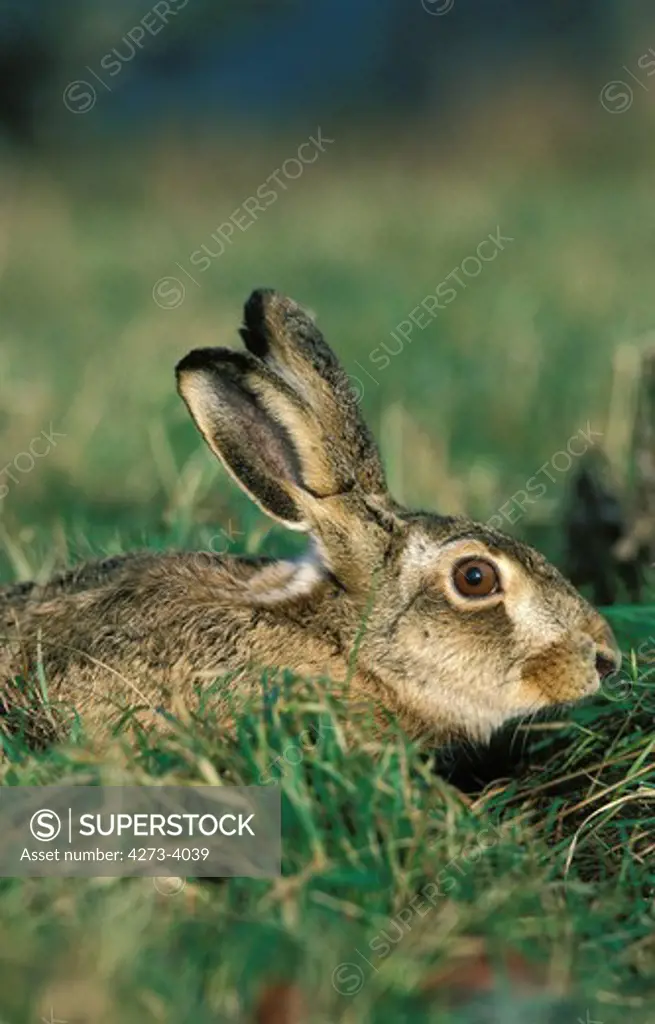 European Brown Hare Lepus Europaeus, Adult Hiding In Grass