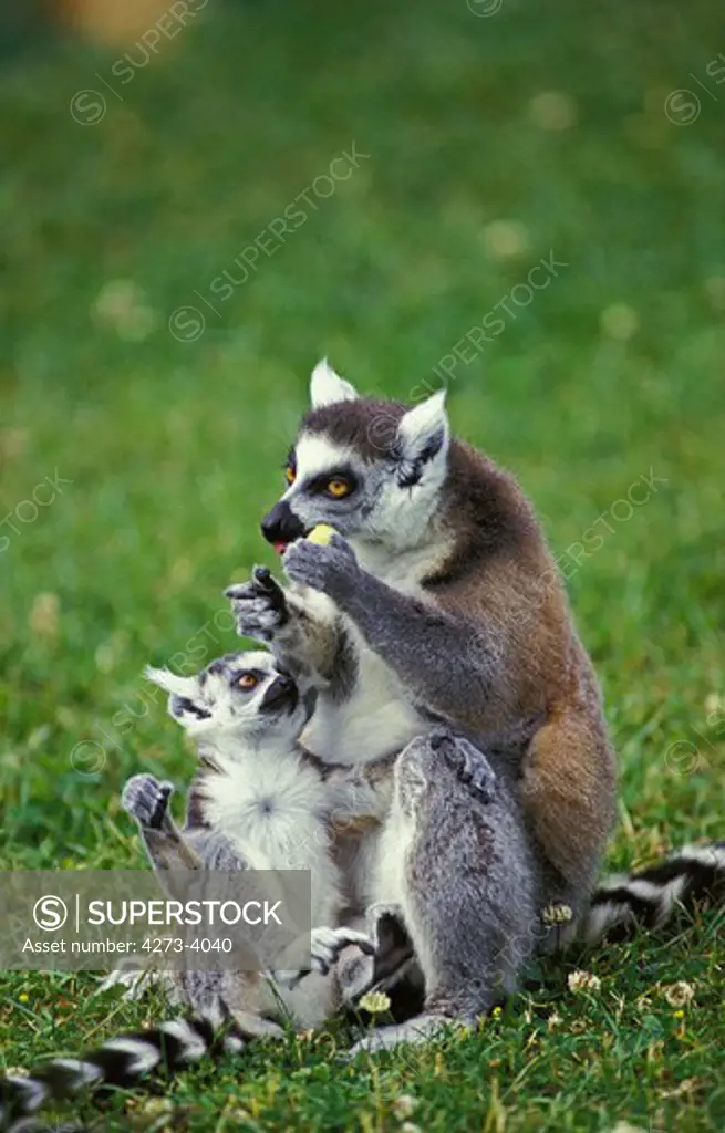 Ring Tailed Lemur Lemur Catta, Female With Young