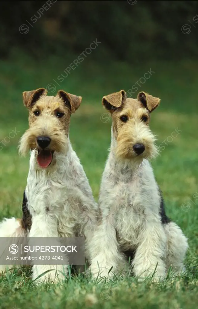 Wire-Haired Fox Terrier, Adults Sitting On Grass