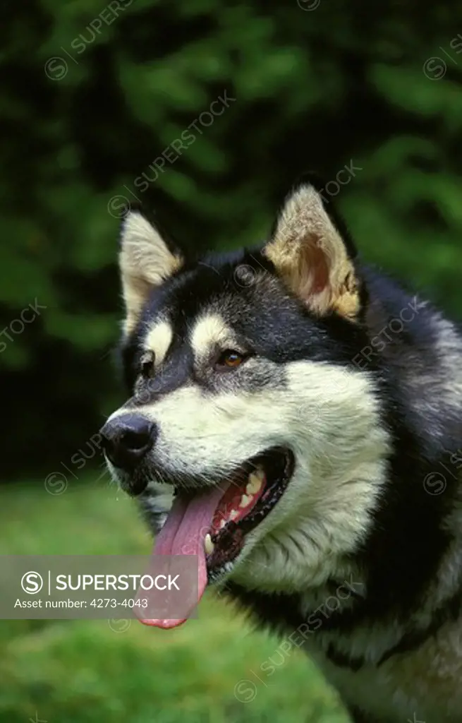 Alaskan Malamute Dog, Portrait Of Adult With Tongue Out