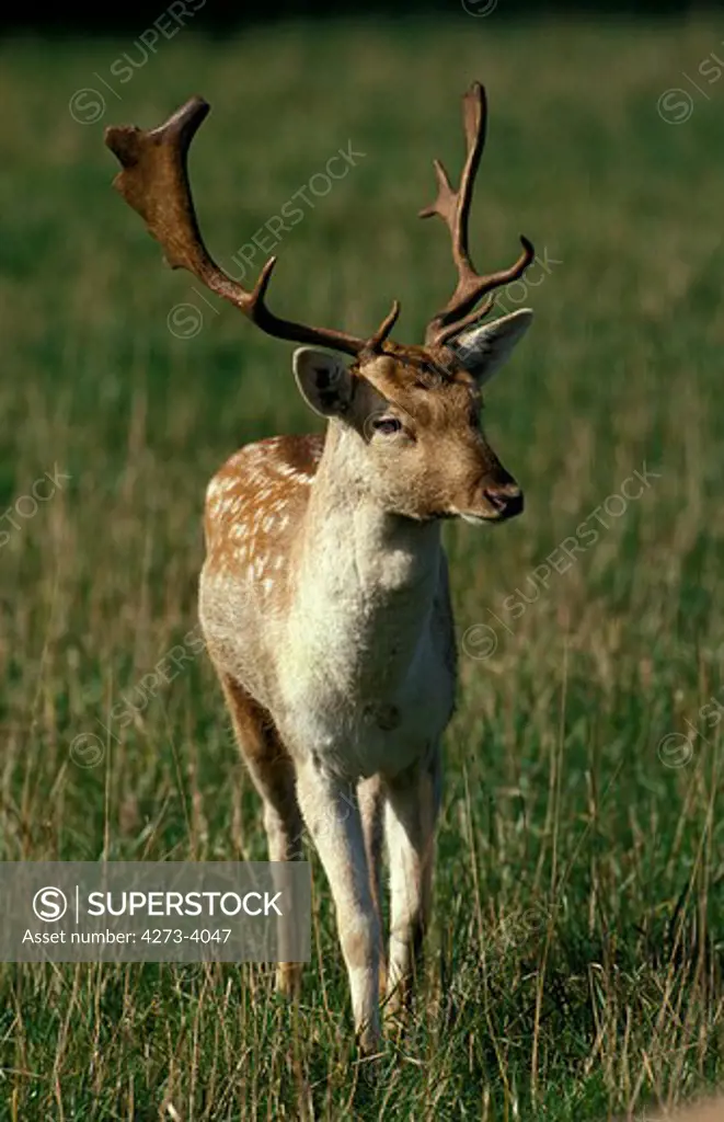 Fallow Deer Dama Dama, Male Standing On Grass
