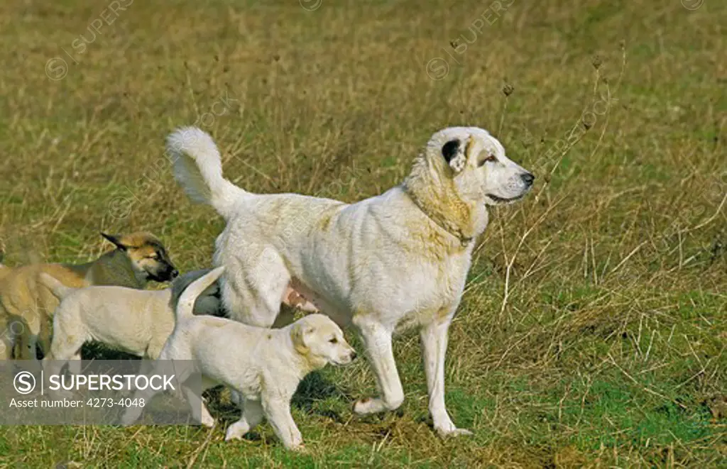 Anatolian Shepherd Dog, Female With Pups Walking On Grass