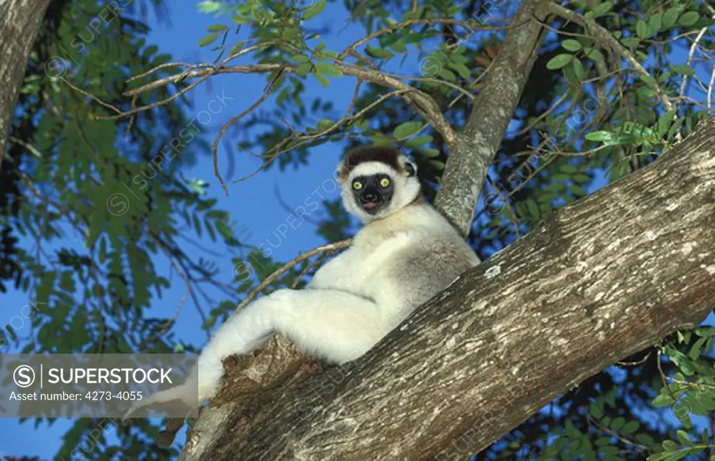 Verreaux'S Sifaka Propithecus Verreauxi, Adult Standing In Tree, Berent Reserve In Madagascar