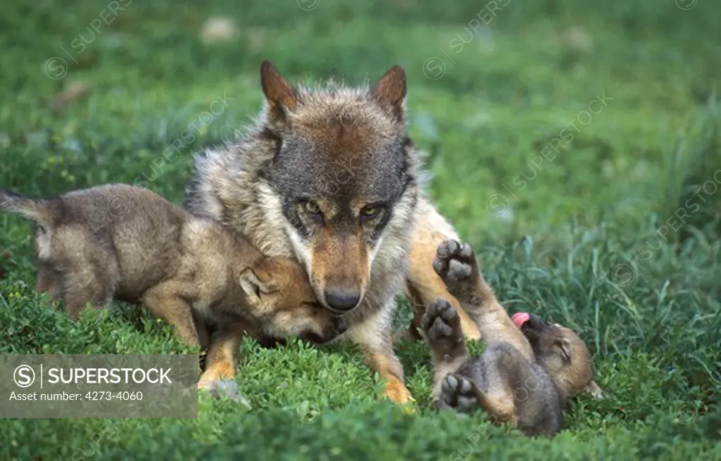 European Wolf Canis Lupus, Female Playing With Pup