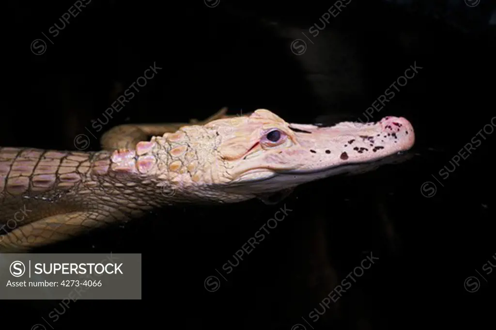 American Alligator Alligator Mississipiensis, Albino