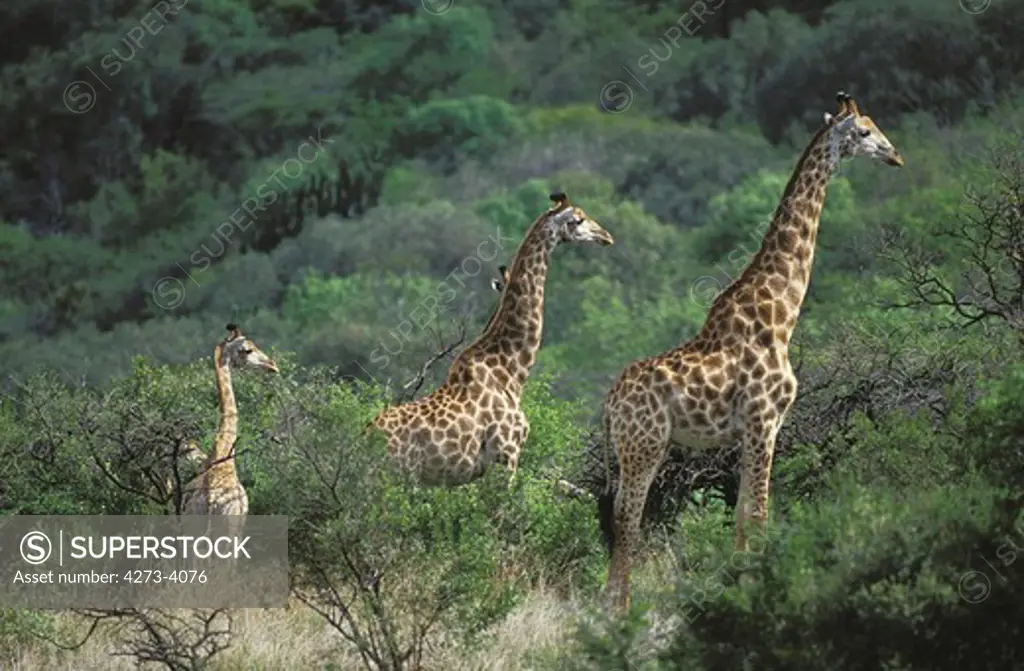 Rothschild'S Giraffe Giraffa Camelopardalis Rothschildi, Groupin Bush, Kenya
