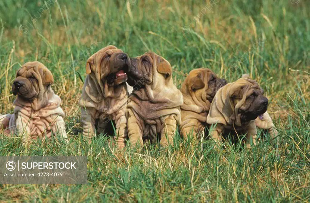 Shar Pei Dog, Puppies Sitting On Grass