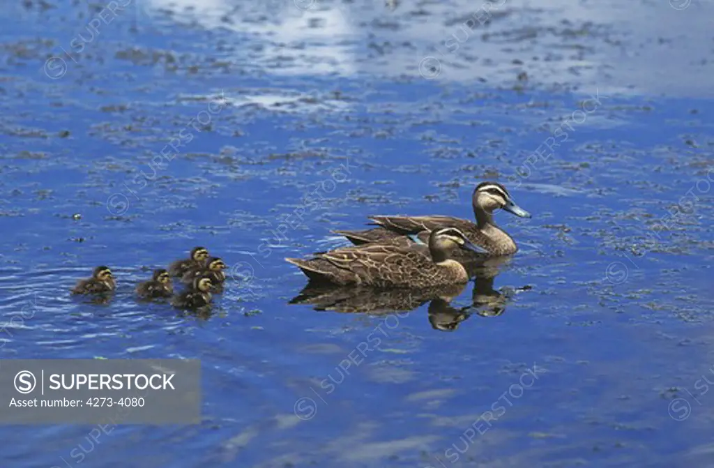 Pacific Black Duck Anas Superciliosa, Pair With Chiks On Water, Australia
