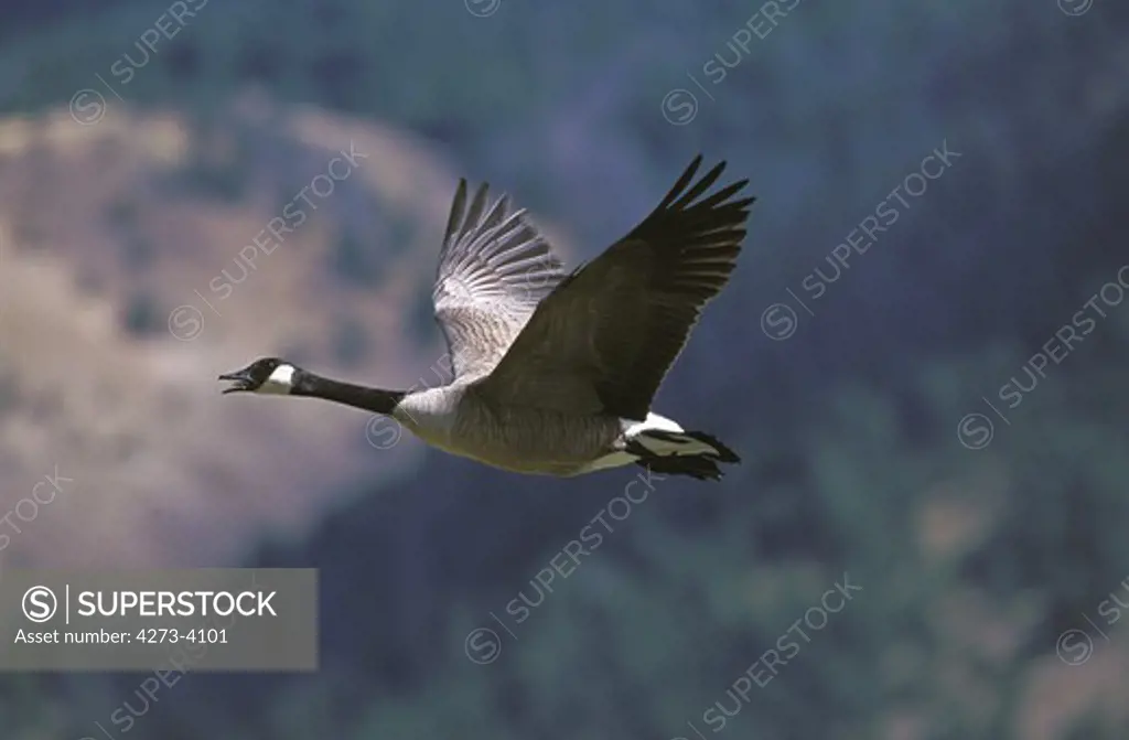 Canada Goose Branta Canadensis, Adult Flying, Canada