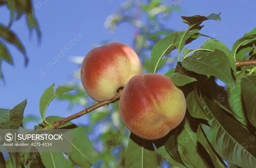 Peachs Persica Vulgaris On A Branch
