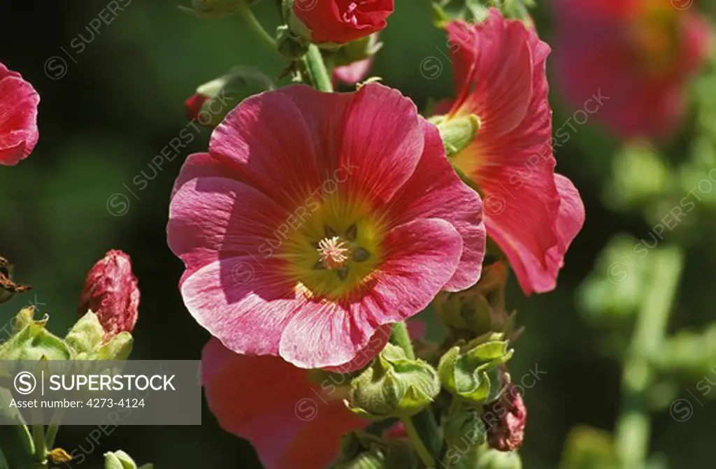 Hollyhock Flower Alcea Rosea In Giverny In France