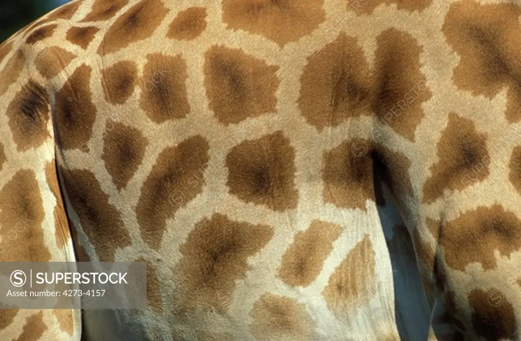 Rothschild'S Giraffe Giraffa Camelopardalis Rothschildi, Close-Up Of Skin, Kenya