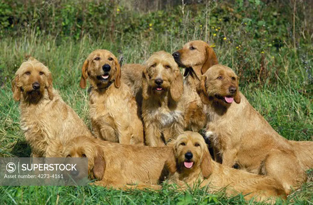 Fawn Brittany Griffon Or Griffon Fauve De Bretagne Dog, Pack Of Adults