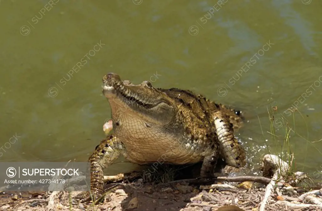 Australian Freswater Crocodile Crocodylus Johnstoni, Adult Emerging From Water, Australia