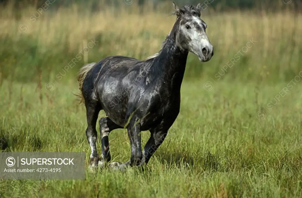 Lipizzan Horse, Adult Galloping Through Meadow