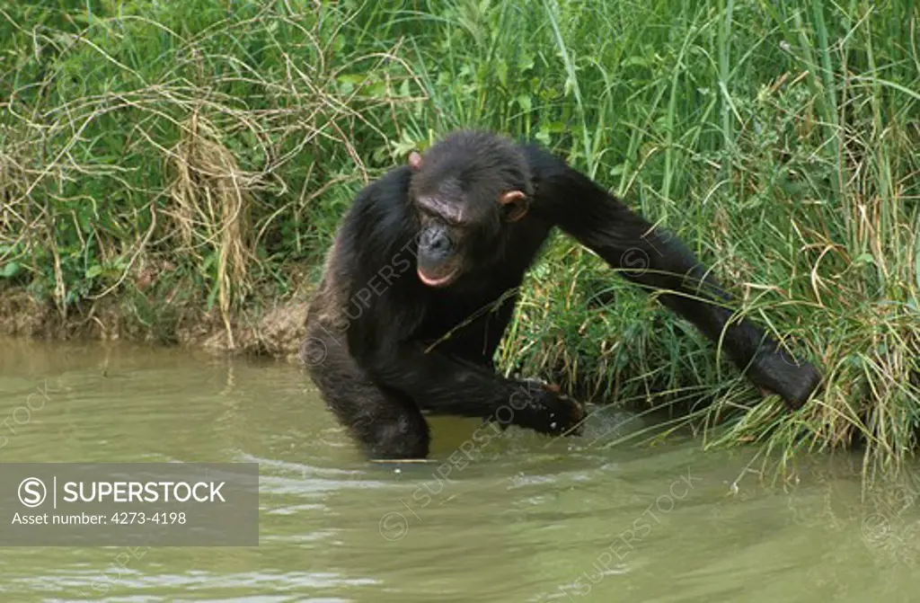 Chimpanzee Pan Troglodytes, Adult Entering Water