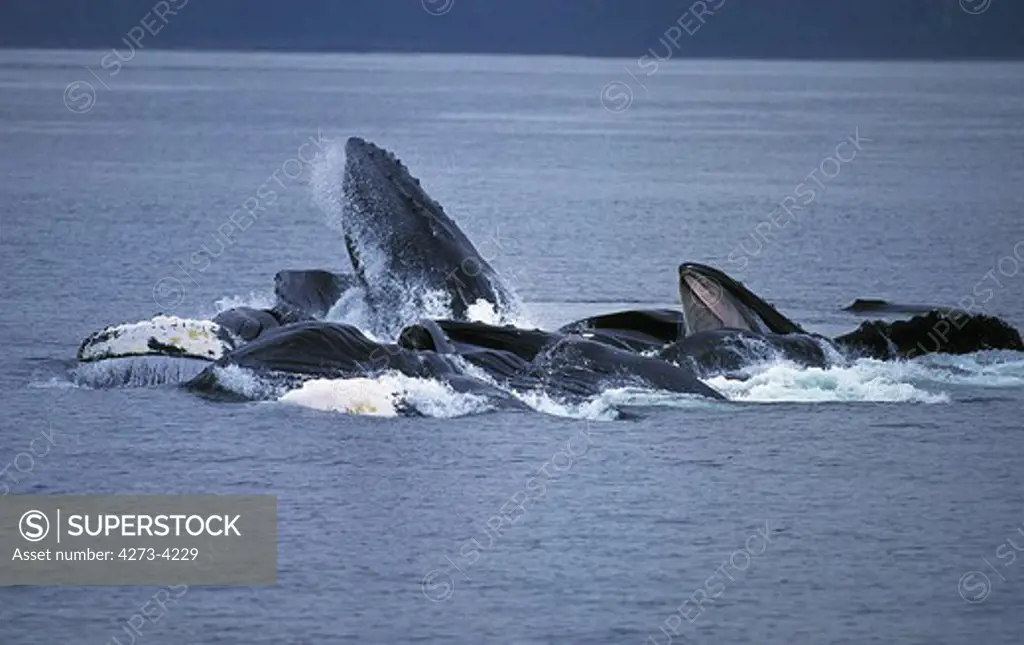 Humpback Whale Megaptera Novaeangliae, Group Doing A Circle To Catch Krill, Alaska