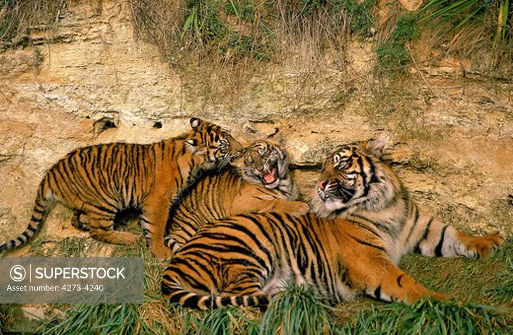 Sumatran Tiger Panthera Tigris Sumatrae, Female With Two Cubs