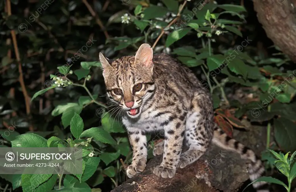 Tiger Cat Or Oncilla Leopardus Tigrinus